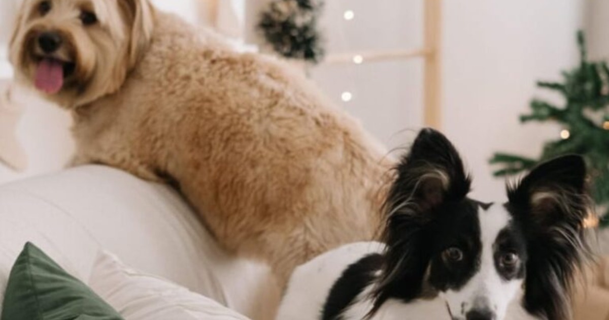 Lei da guarda compartilhada de pets entra em vigor e muda regras após separação