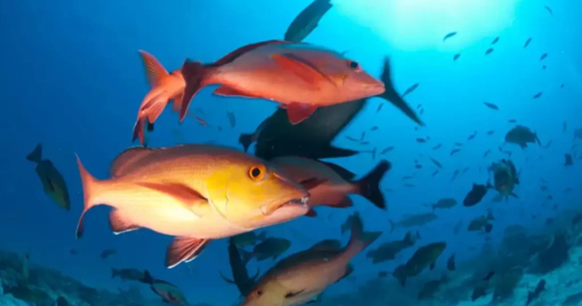 Governo atualiza lista de peixes e invertebrados aquáticos ameaçados de extinção