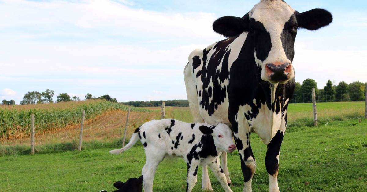 ADAB destaca ações de prevenção à brucelose durante o Mês da Saúde Animal