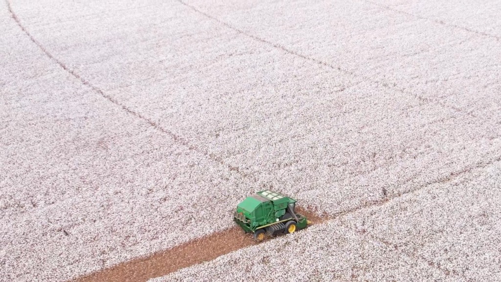 Colheita do algodão começa na Bahia com expectativa de recorde de produtividade