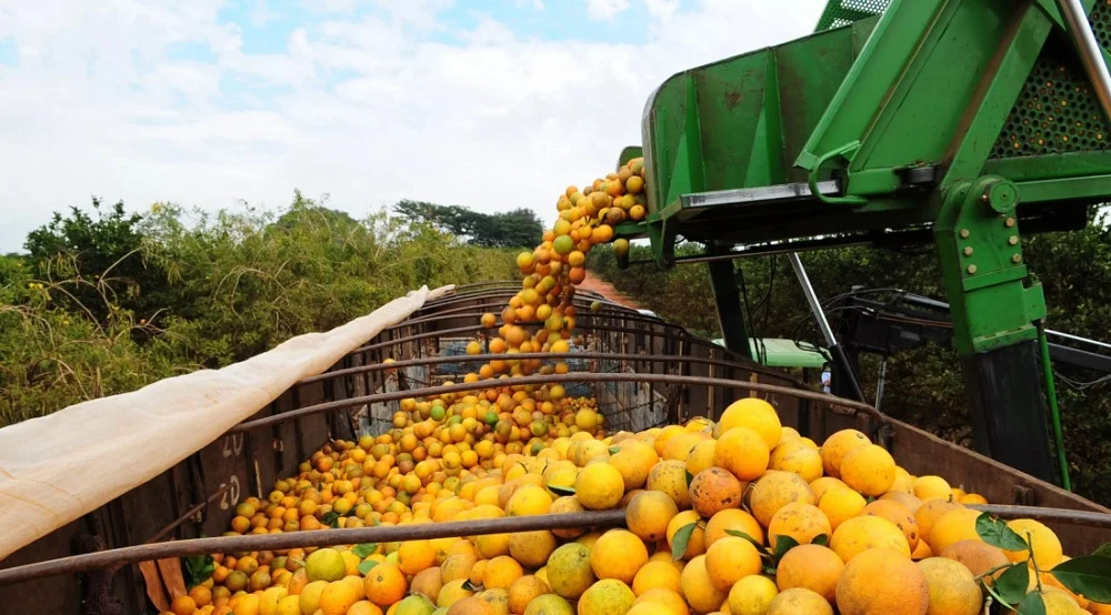 Secretarias articulam expansão da citricultura com foco em agroindústria e novos mercados