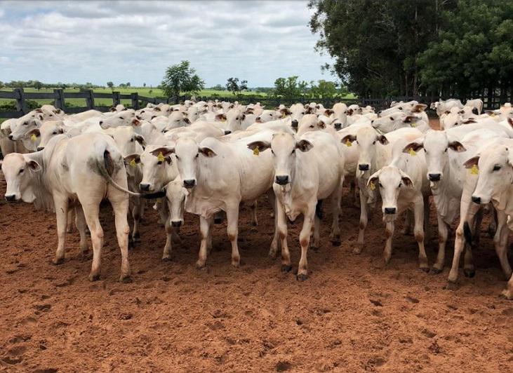 Mercado do boi gordo está em queda, mas expectativa para o último trimestre é de alta