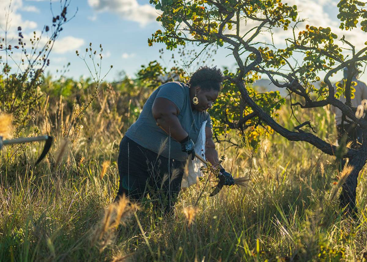 Iniciativa brasileira de restauração do Cerrado recebe reconhecimento da ONU