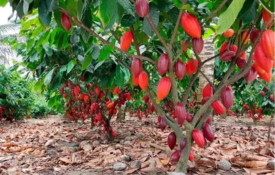 Cacau amplia diversificação da matriz agrícola no Oeste baiano
