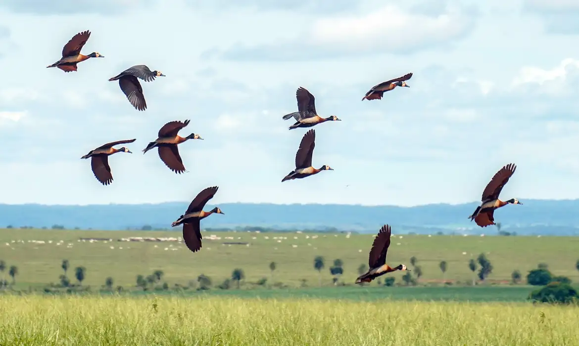 Proteção da biodiversidade mundial demanda mais US$1,3 trilhão por ano
