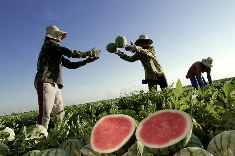Bahia segue como segundo maior produtor de frutas do País
