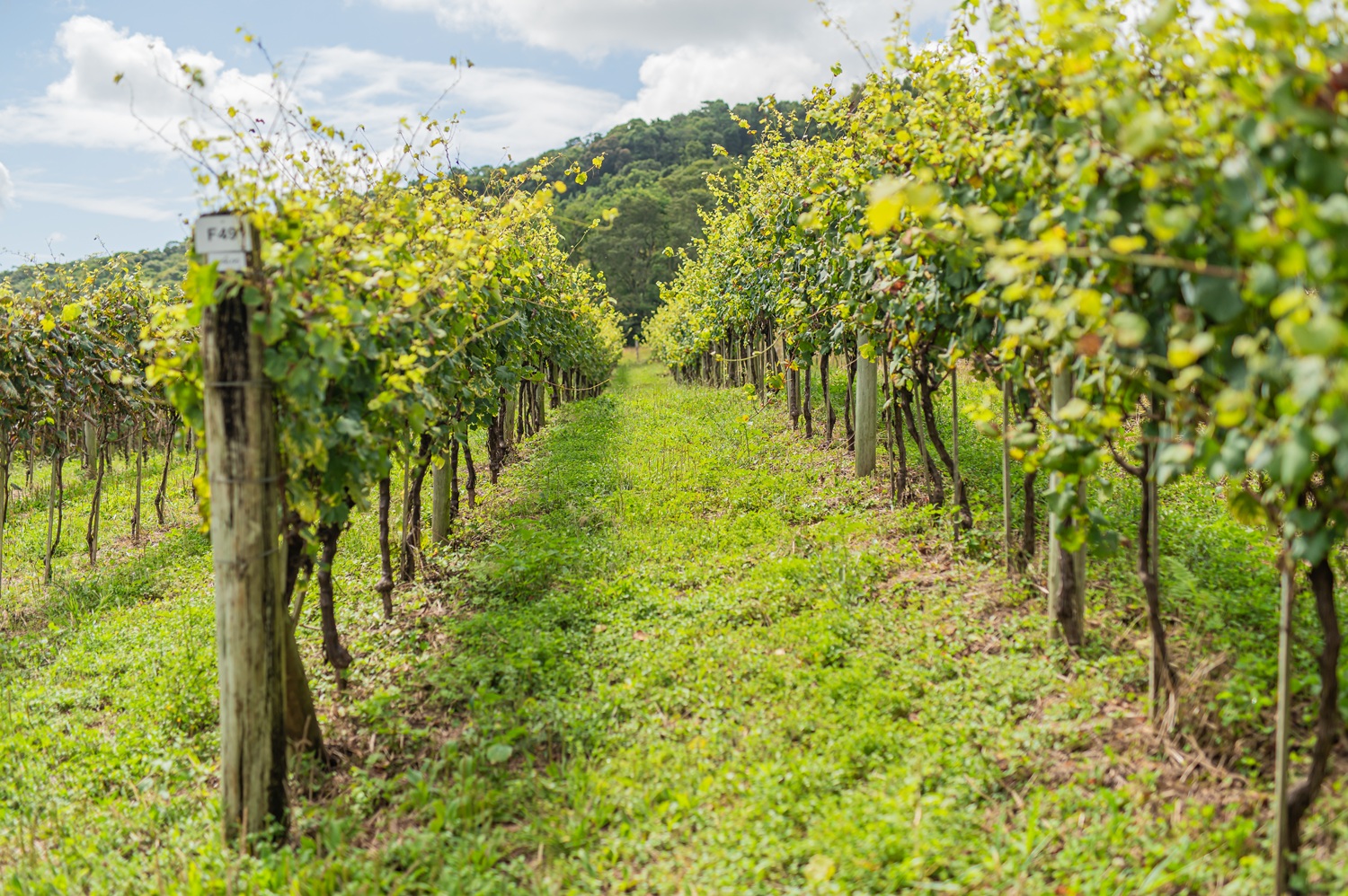 Vinícola Garibaldi testa uvas da Romênia, Geórgia e Itália e revela oportunidades para o vinho brasileiro