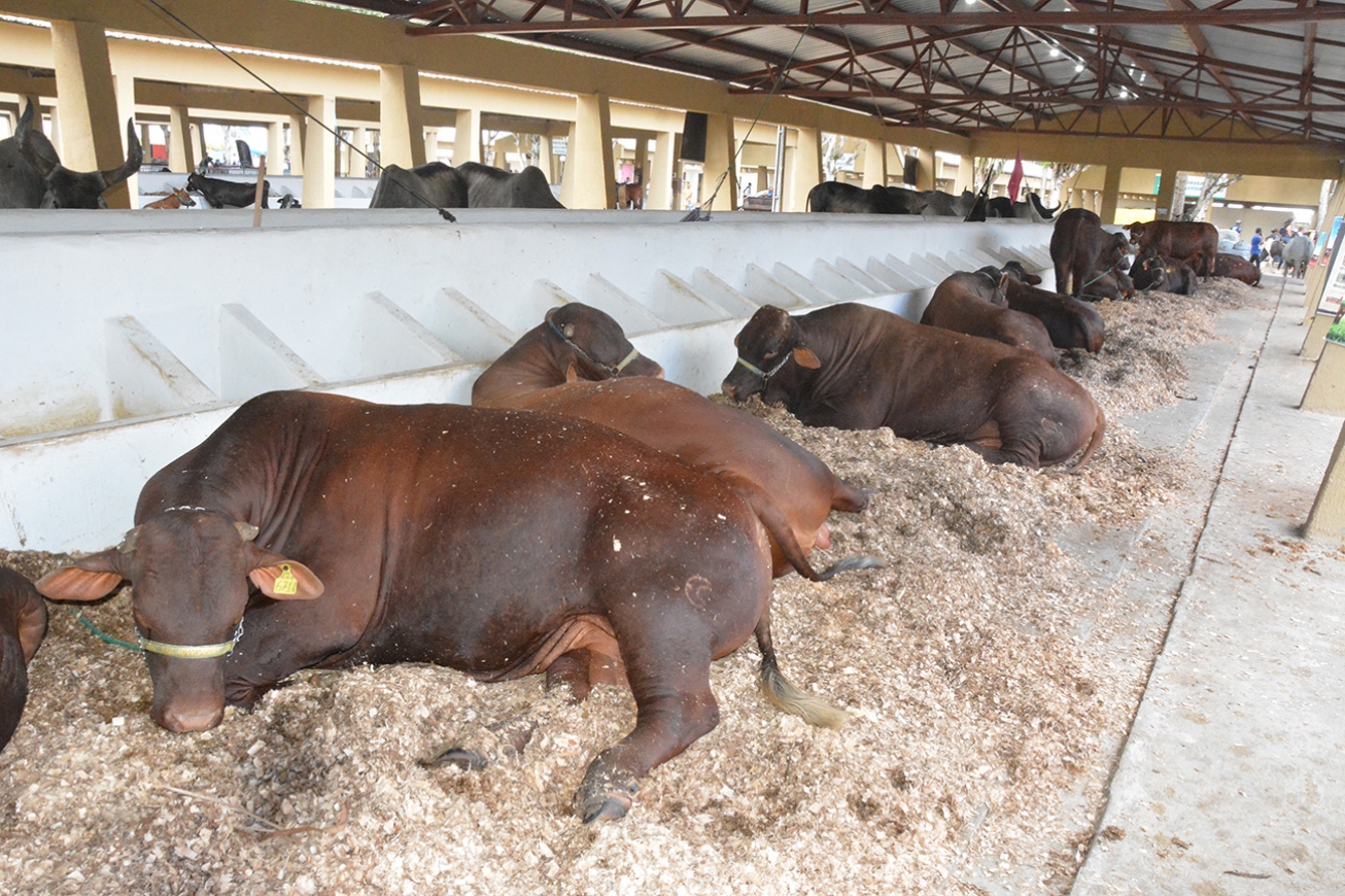 Expofeira terá reforço na limpeza durante os dias do evento